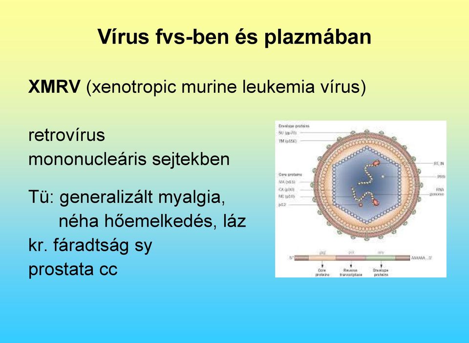 mononucleáris sejtekben Tü: generalizált