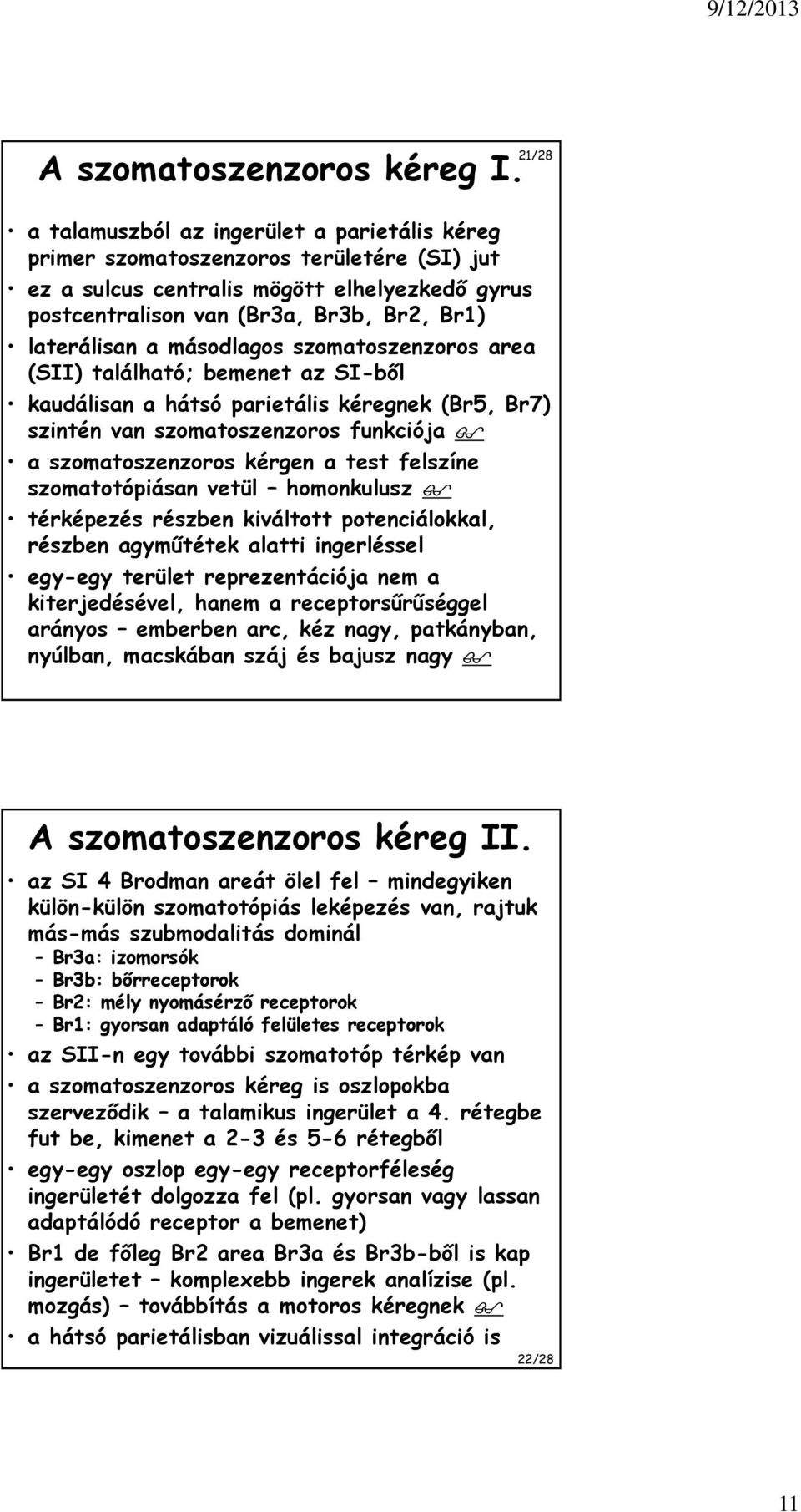 másodlagos szomatoszenzoros area (SII) található; bemenet az SI-ből kaudálisan a hátsó parietális kéregnek (Br5, Br7) szintén van szomatoszenzoros funkciója a szomatoszenzoros kérgen a test felszíne