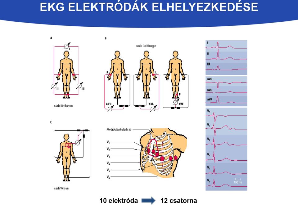 Egészséges csont