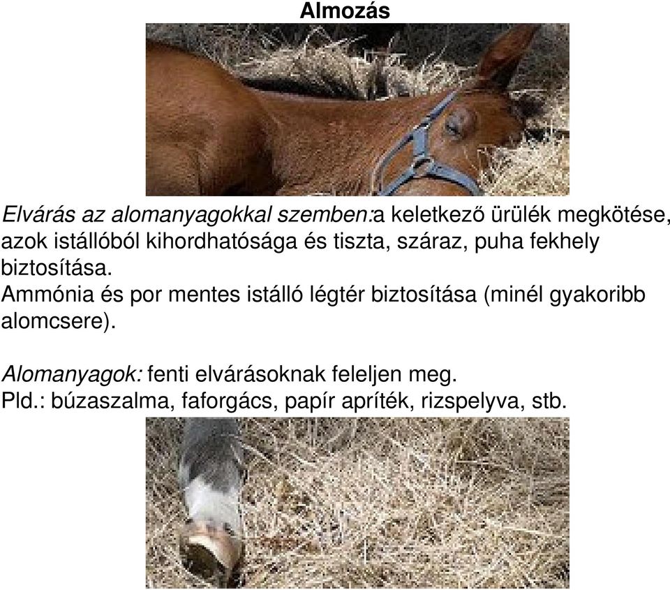 Ammónia és por mentes istálló légtér biztosítása (minél gyakoribb alomcsere).