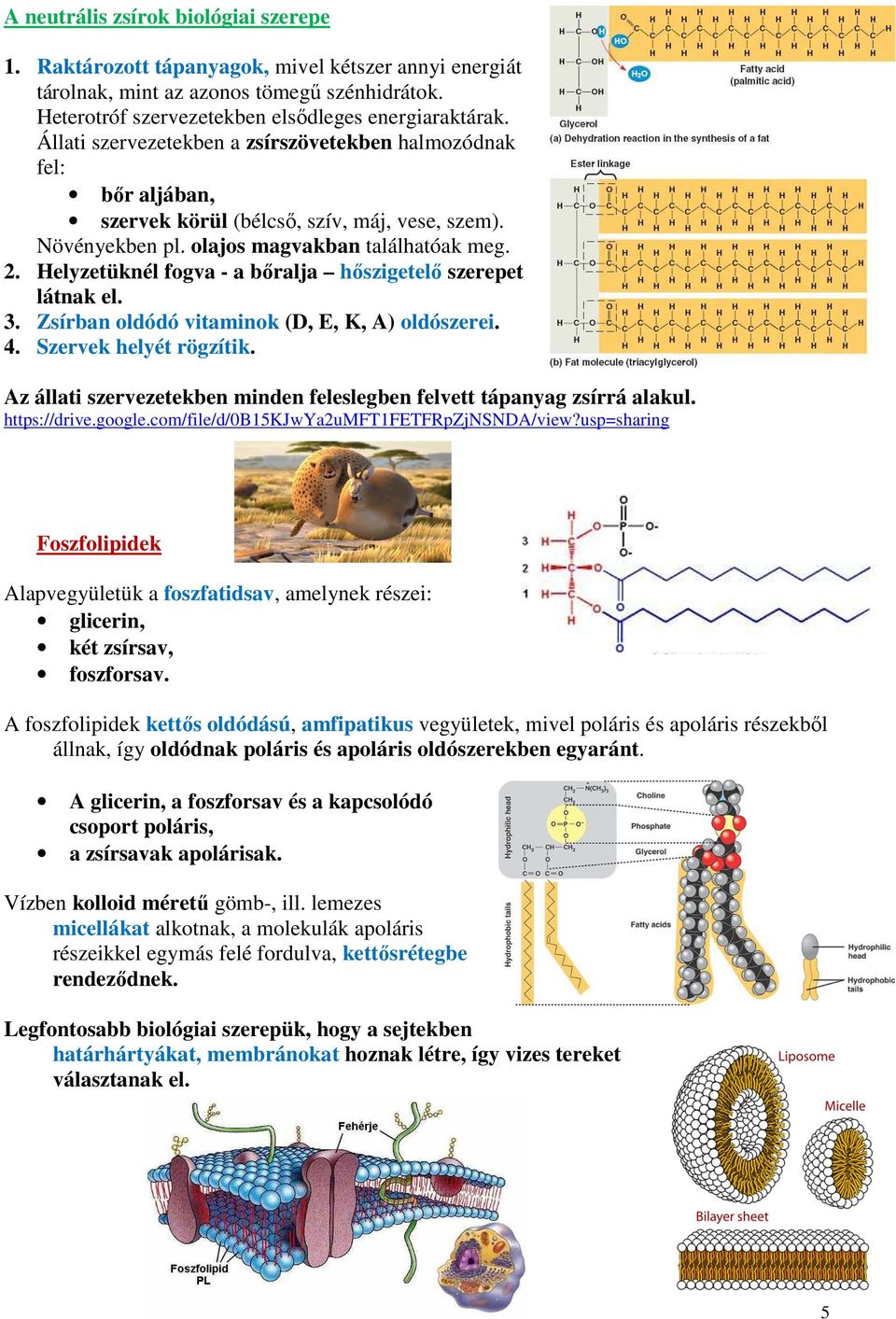 Helyzetüknél fogva - a bőralja hőszigetelő szerepet látnak el. 3. Zsírban oldódó vitaminok (D, E, K, A) oldószerei. 4. Szervek helyét rögzítik.