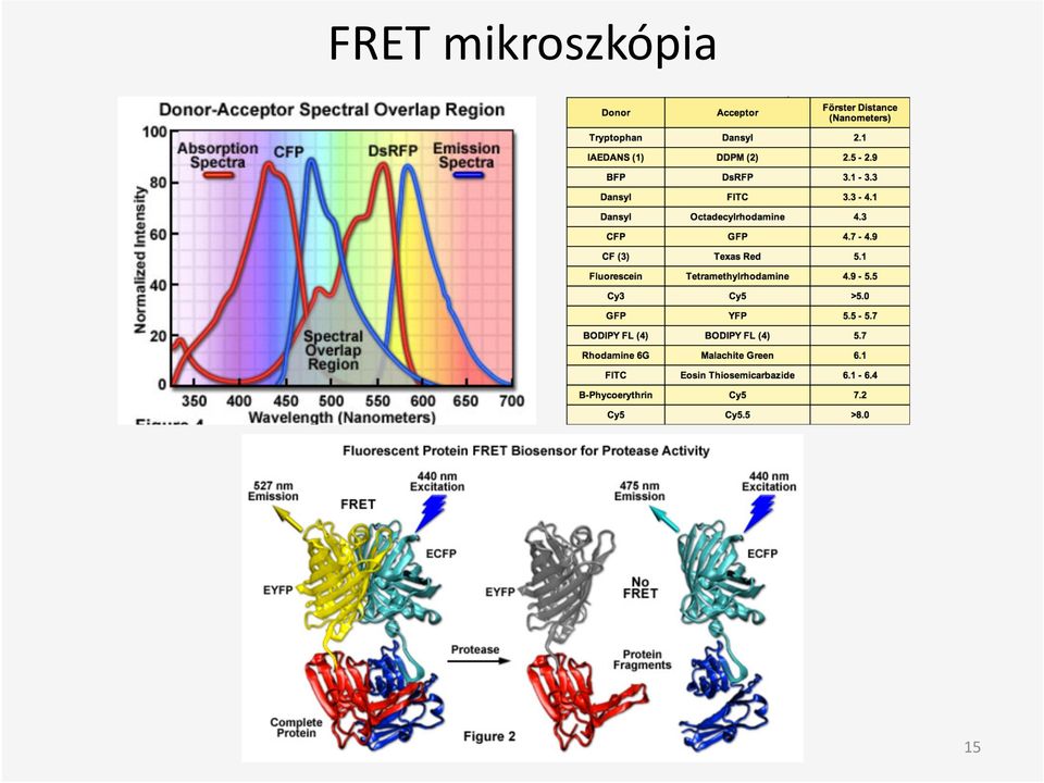 Bioﬁzika,