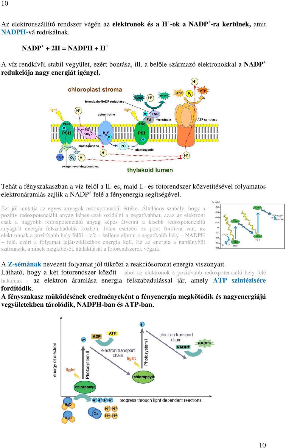 - es fotorendszer közvetítésével folyamatos elektronáramlás zajlik a NADP + felé a fényenergia segítségével. Ezt jól mutatja az egyes anyagok redoxpotenciál értéke.