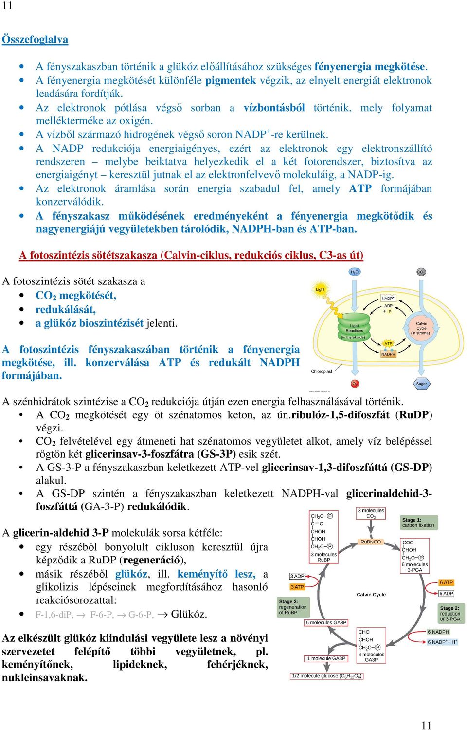 A felvétel és a leadás közötti átalakító folyamatok összességét intermedier  - köztes anyagcserének nevezzük. - PDF Free Download