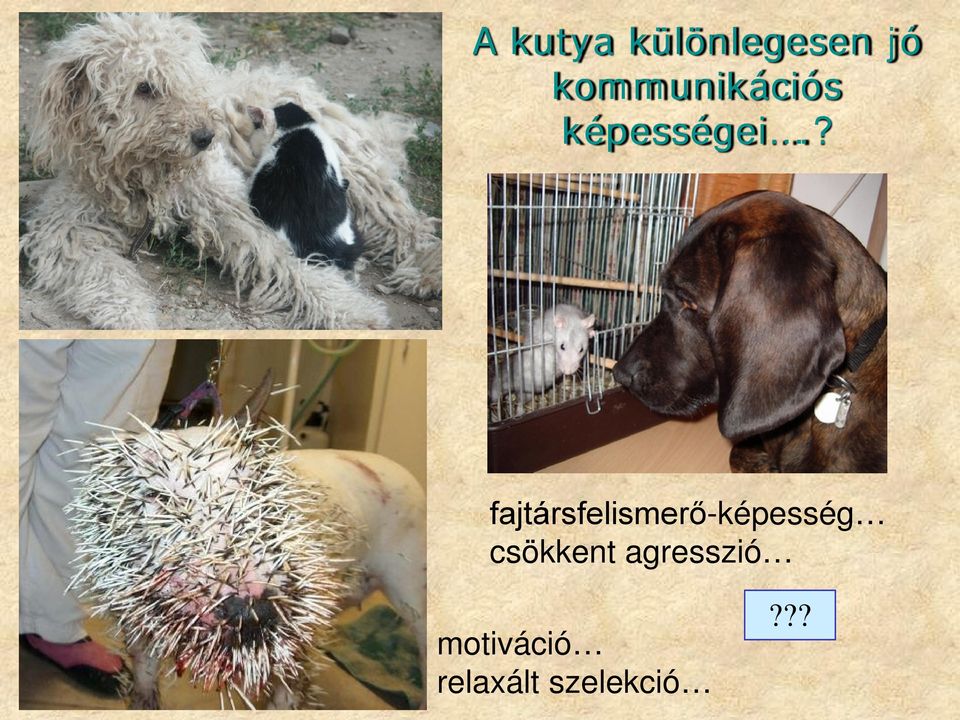 ? fajtársfelismerő-képesség