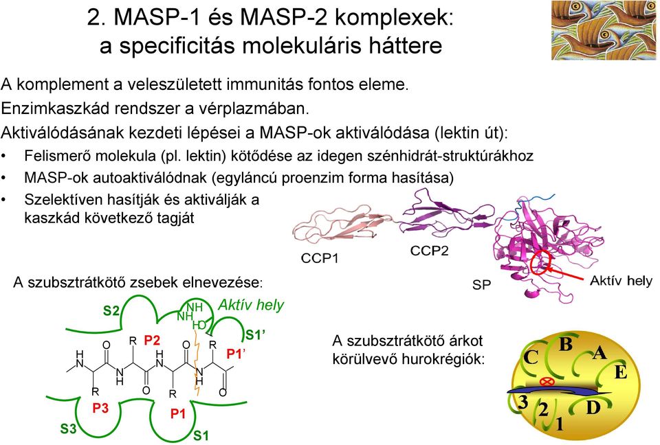 lektin) kötődése az idegen szénhidrát-struktúrákhoz MASP-ok autoaktiválódnak (egyláncú proenzim forma hasítása) Szelektíven hasítják és