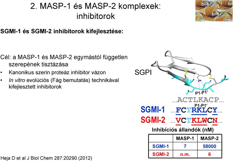 (Fág bemutatás) technikával kifejlesztett inhibitorok Heja D et al J Biol Chem 287:20290 (2012) SGPI P1-P1