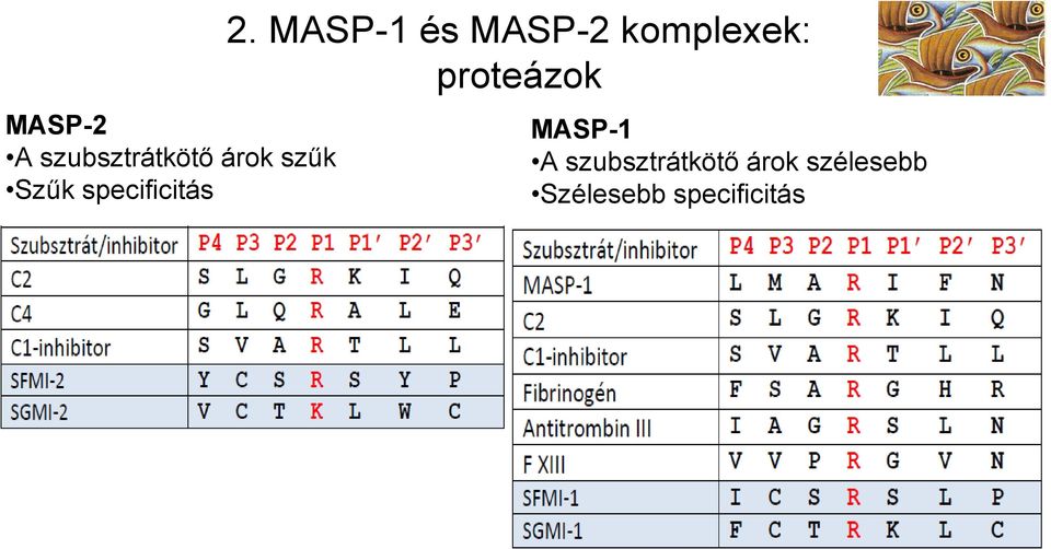 MASP-1 és MASP-2 komplexek: proteázok