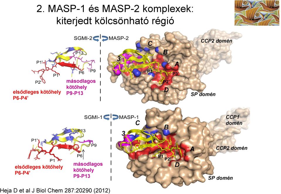 domén 3 C B CCP1 domén A  domén Heja D et al J Biol Chem 287:20290