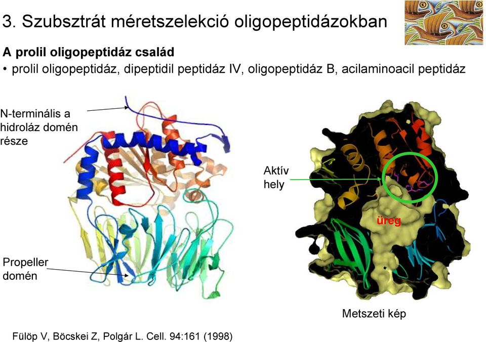 acilaminoacil peptidáz N-terminális a hidroláz domén része Aktív hely