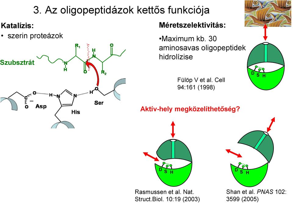 30 aminosavas oligopeptidek hidrolízise Fülöp V et al.