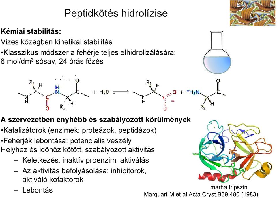 proteázok, peptidázok) Fehérjék lebontása: potenciális veszély Helyhez és időhöz kötött, szabályozott aktivitás Keletkezés: