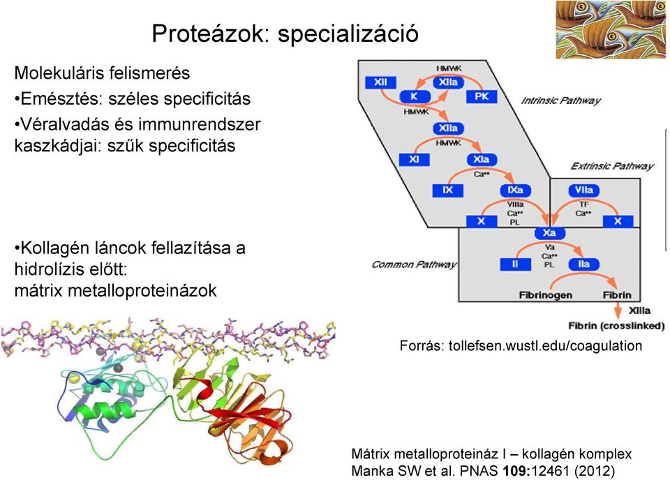 a hidrolízis előtt: mátrix metalloproteinázok Forrás: tollefsen.wustl.