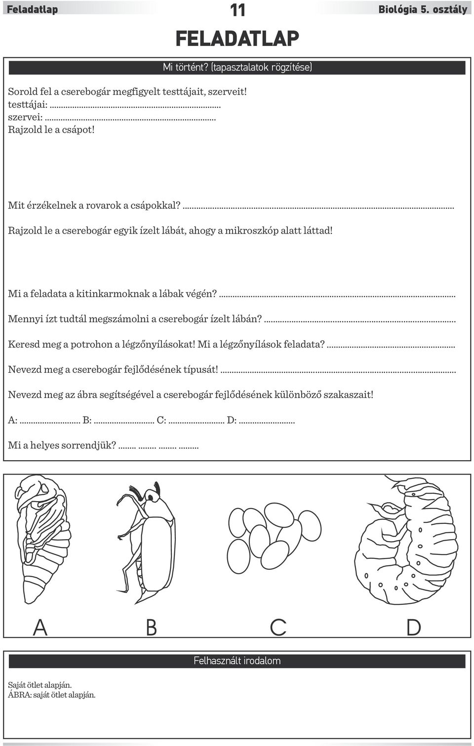 ... Mennyi ízt tudtál megszámolni a cserebogár ízelt lábán?... Keresd meg a potrohon a légzőnyílásokat! Mi a légzőnyílások feladata?... Nevezd meg a cserebogár fejlődésének típusát!