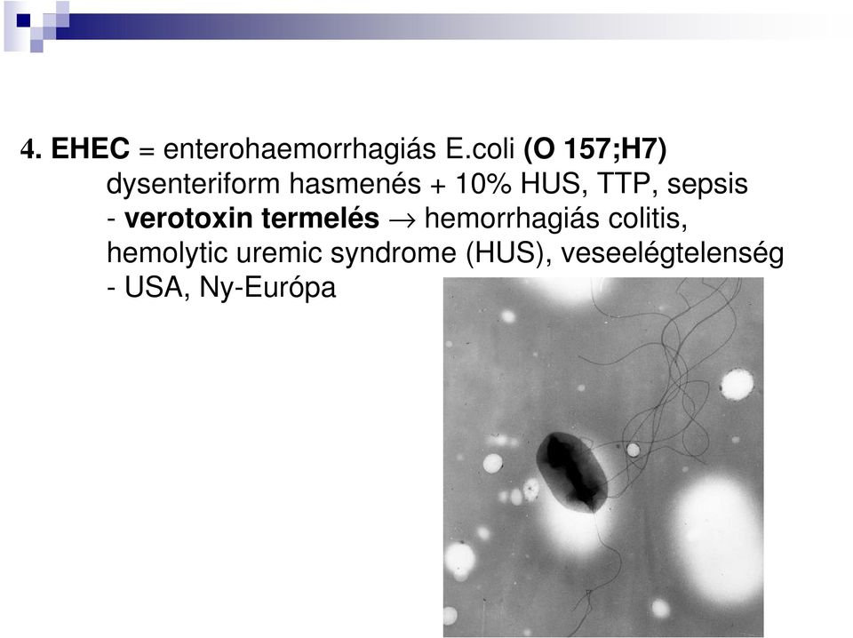 TTP, sepsis - verotoxin termelés hemorrhagiás