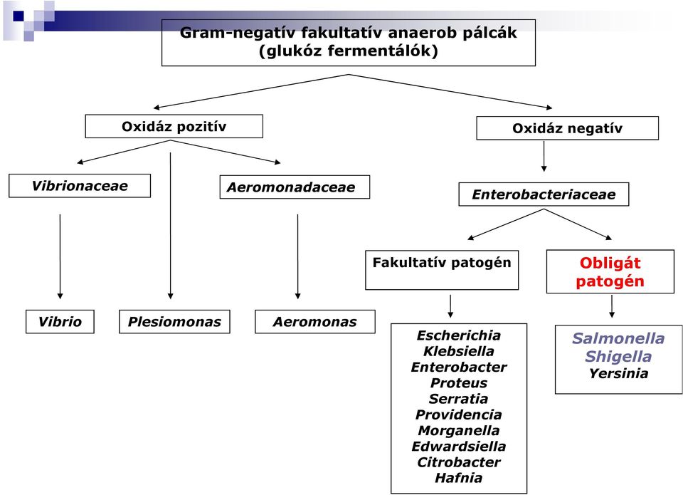 patogén Vibrio Plesiomonas Aeromonas Escherichia Klebsiella Enterobacter Proteus