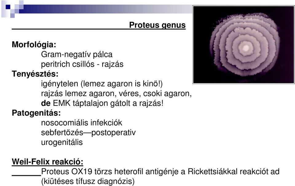 ) rajzás lemez agaron, véres, csoki agaron, de EMK táptalajon gátolt a rajzás!