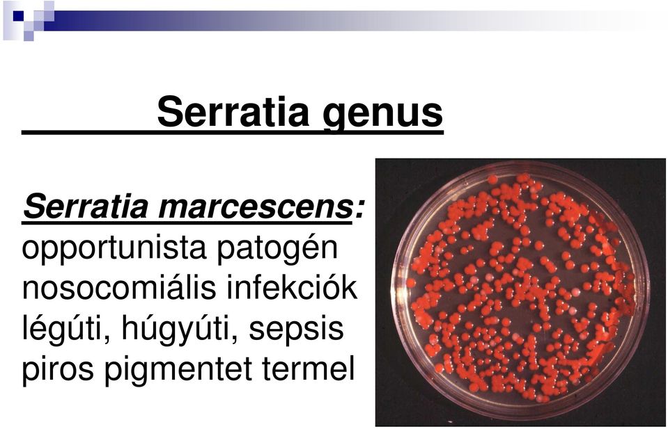 patogén nosocomiális infekciók