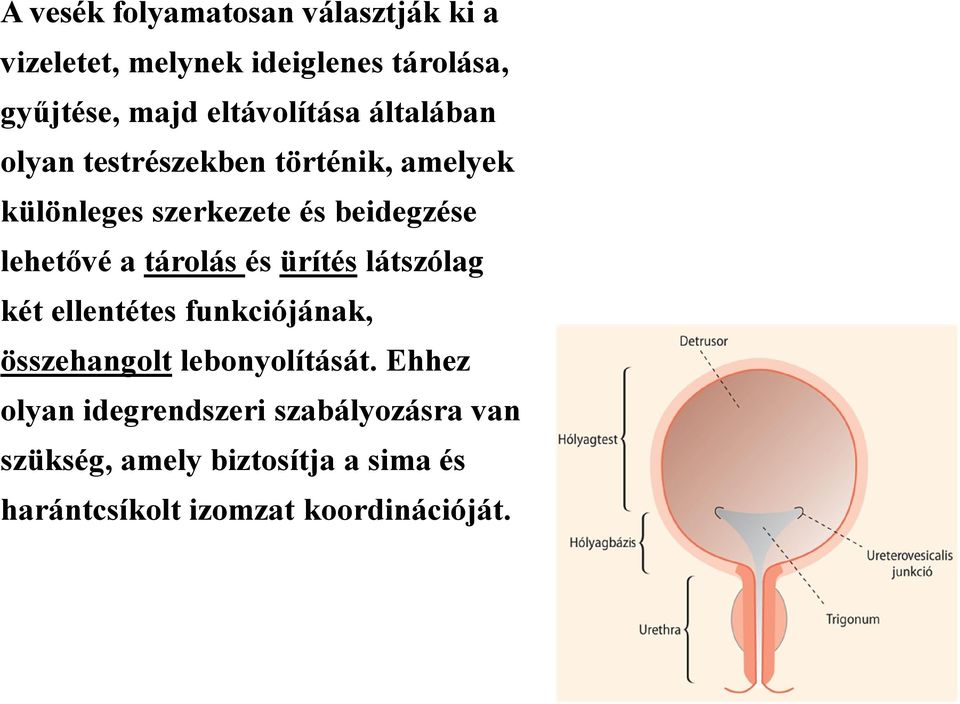 lehetővé a tárolás és ürítés látszólag két ellentétes funkciójának, összehangolt lebonyolítását.