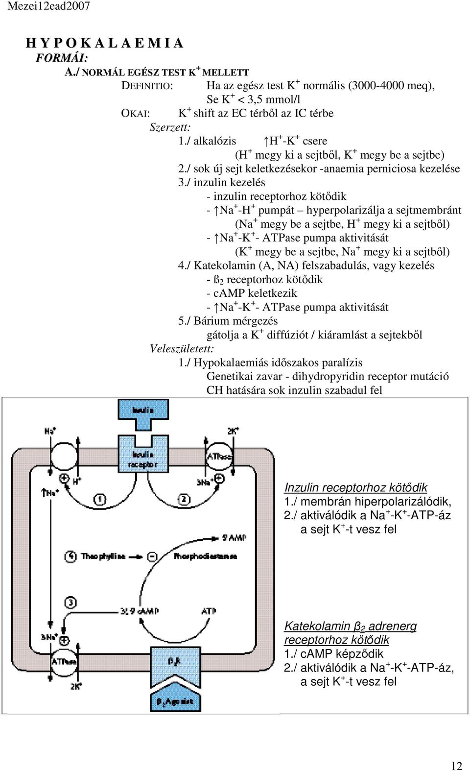 / inzulin kezelés - inzulin receptorhoz kötődik - Na + -H + pumpát hyperpolarizálja a sejtmembránt (Na + megy be a sejtbe, H + megy ki a sejtből) - Na + -K + - ATPase pumpa aktivitását (K + megy be a