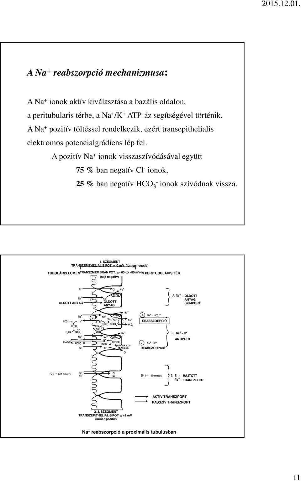 A pozitív Na + ionok visszaszívódásával együtt 75 % ban negatív Cl - ionok, 25 % ban negatív HCO 3- ionok szívódnak vissza. 1. SZEGMENT TRANSZEPITHELIÁLIS POT.