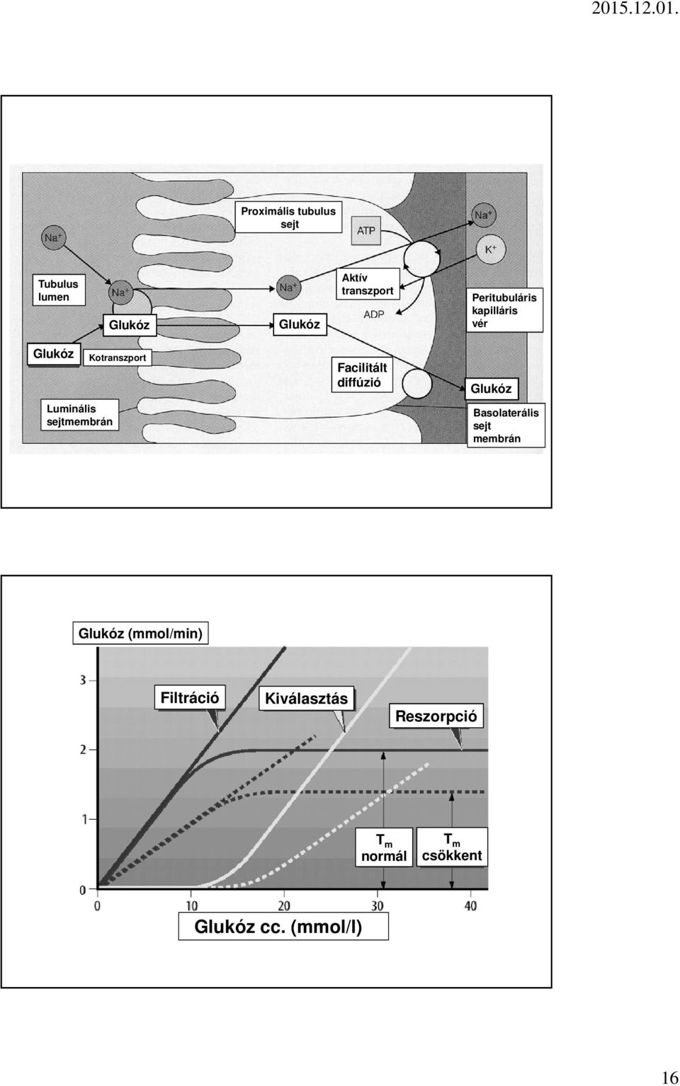 Facilitált diffúzió Glukóz Basolaterális sejt membrán Glukóz (mmol/min)