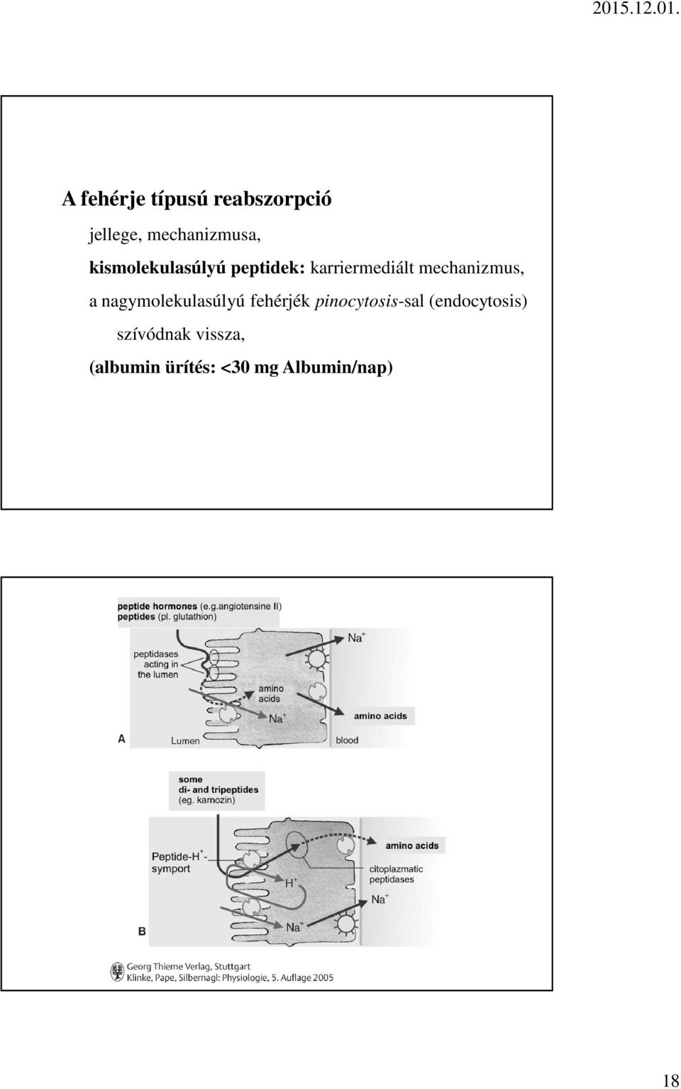 a nagymolekulasúlyú fehérjék pinocytosis-sal