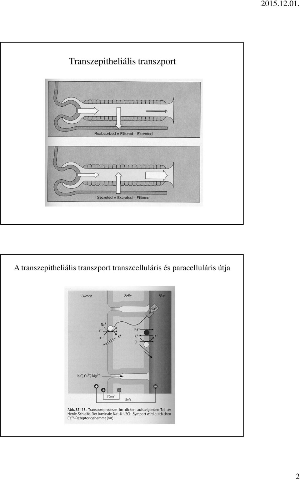 transzepitheliális