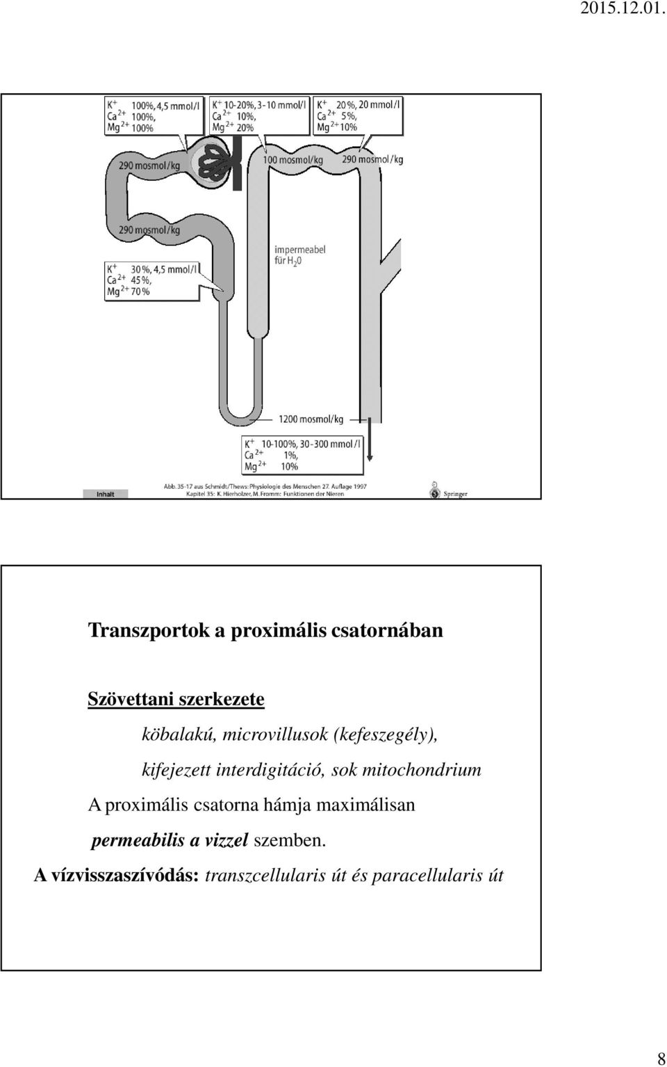 mitochondrium A proximális csatorna hámja maximálisan permeabilis a