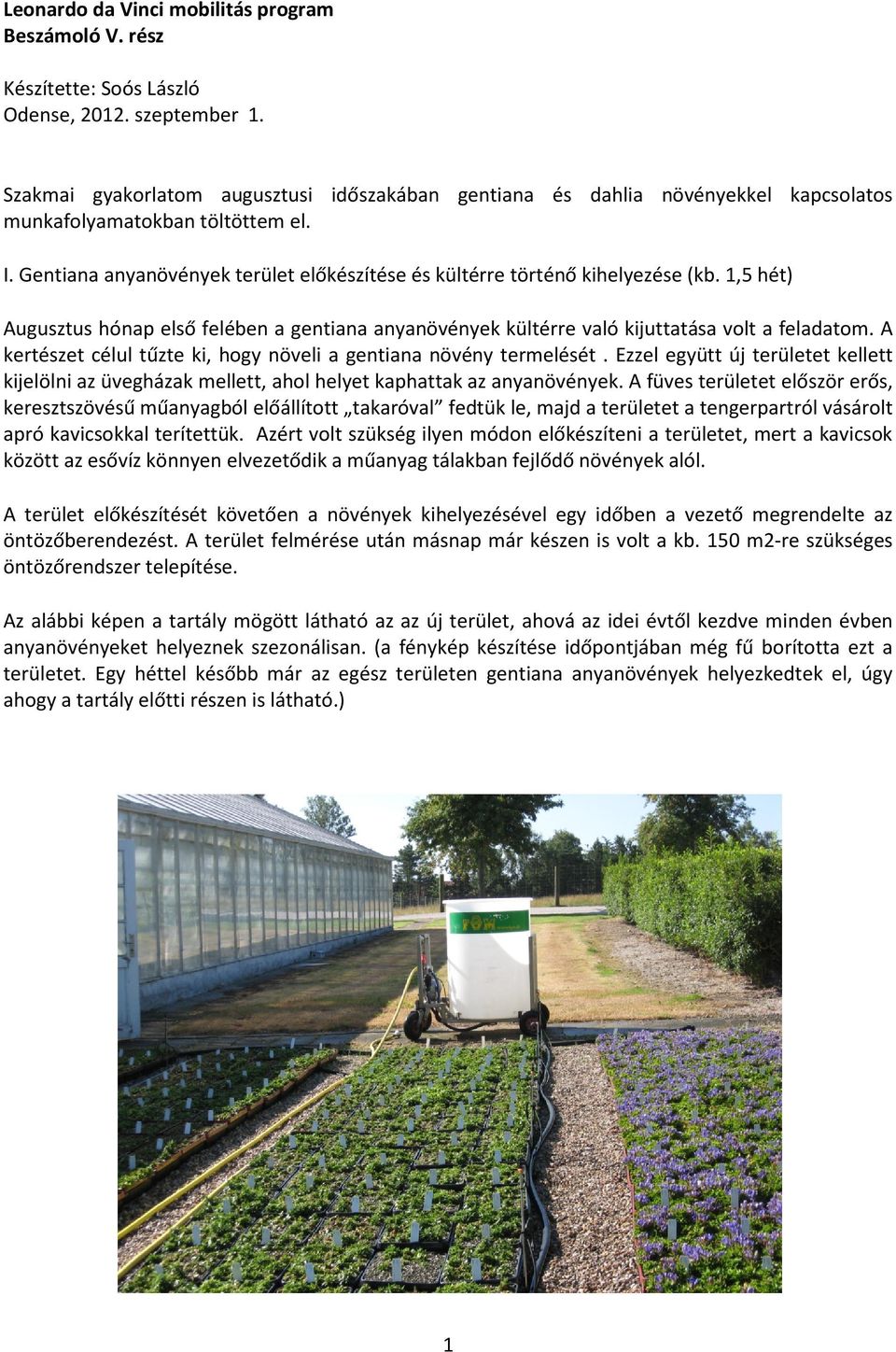 Gentiana anyanövények terület előkészítése és kültérre történő kihelyezése (kb. 1,5 hét) Augusztus hónap első felében a gentiana anyanövények kültérre való kijuttatása volt a feladatom.