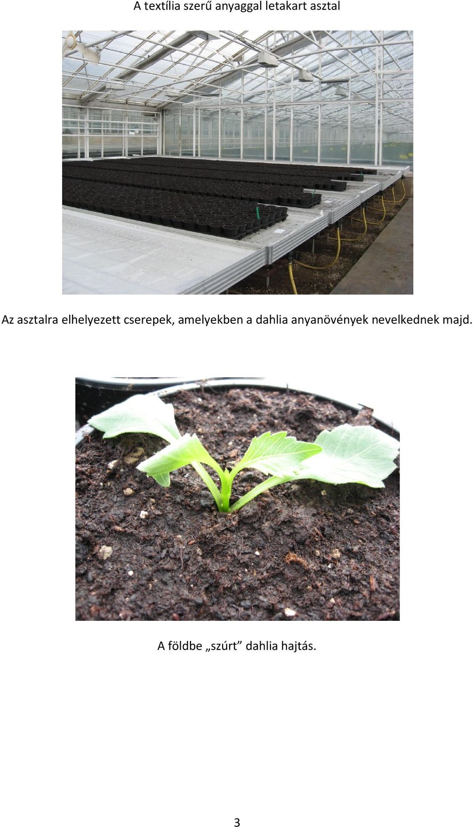 cserepek, amelyekben a dahlia