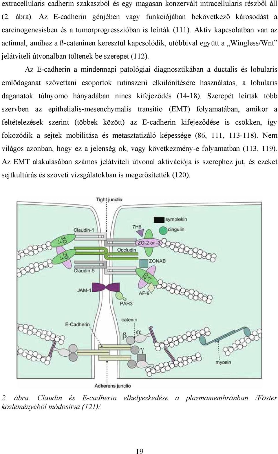 Aktív kapcsolatban van az actinnal, amihez a ß-cateninen keresztül kapcsolódik, utóbbival együtt a Wingless/Wnt jelátviteli útvonalban töltenek be szerepet (112).