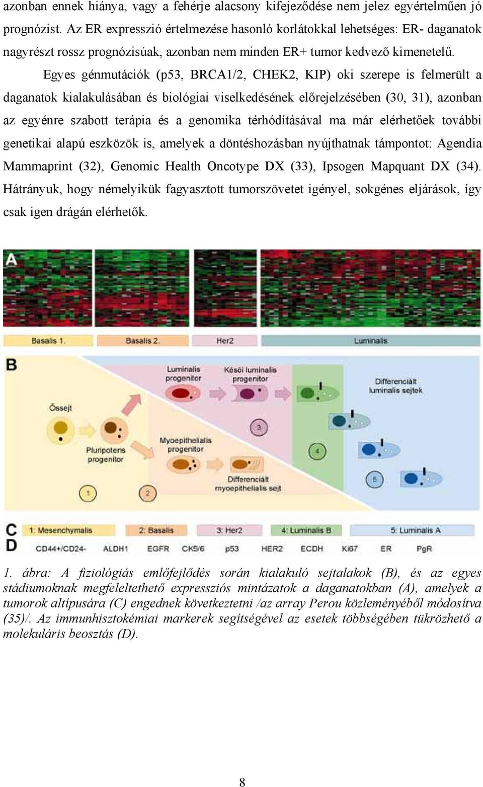 Egyes génmutációk (p53, BRCA1/2, CHEK2, KIP) oki szerepe is felmerült a daganatok kialakulásában és biológiai viselkedésének előrejelzésében (30, 31), azonban az egyénre szabott terápia és a genomika