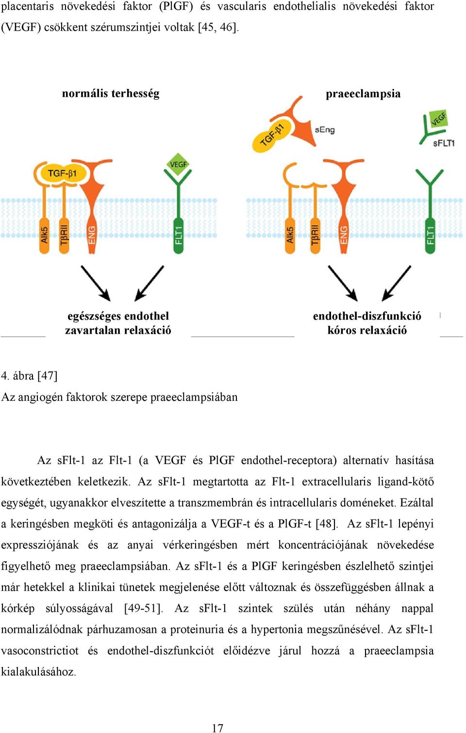 ábra [47] Az angiogén faktorok szerepe praeeclampsiában Az sflt-1 az Flt-1 (a VEGF és PlGF endothel-receptora) alternatív hasítása következtében keletkezik.