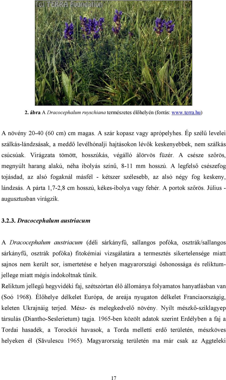 A csésze szőrös, megnyúlt harang alakú, néha ibolyás színű, 8-11 mm hosszú. A legfelső csészefog tojásdad, az alsó fogaknál másfél - kétszer szélesebb, az alsó négy fog keskeny, lándzsás.