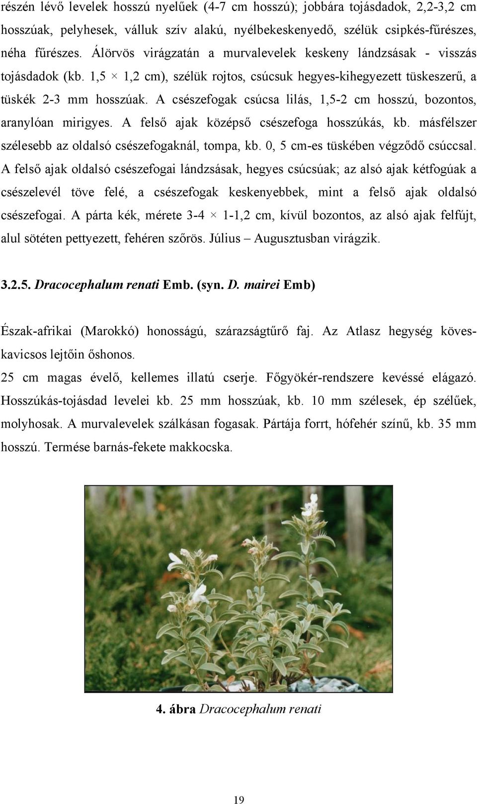 A csészefogak csúcsa lilás, 1,5-2 cm hosszú, bozontos, aranylóan mirigyes. A felső ajak középső csészefoga hosszúkás, kb. másfélszer szélesebb az oldalsó csészefogaknál, tompa, kb.