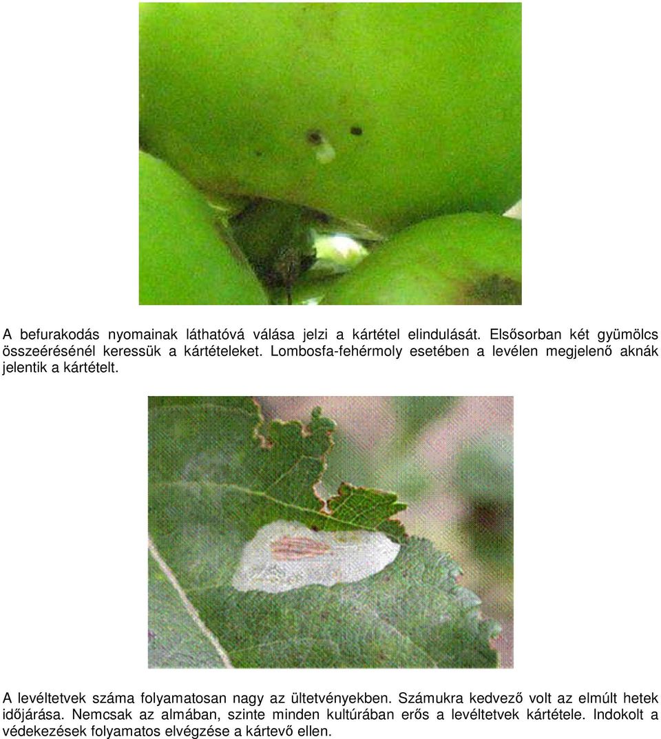 Lombosfa-fehérmoly esetében a levélen megjelenő aknák jelentik a kártételt.