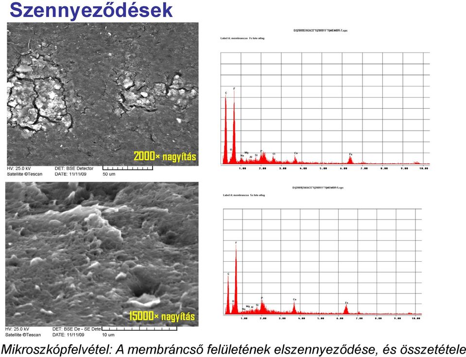 Mikroszkópfelvétel: A