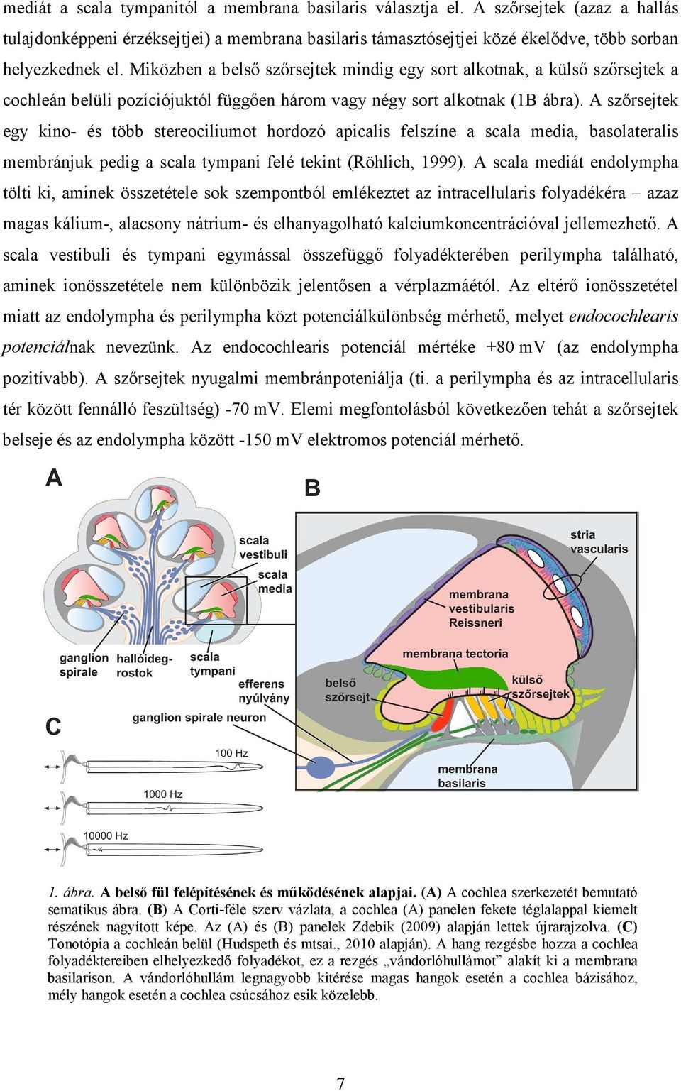 A szőrsejtek egy kino- és több stereociliumot hordozó apicalis felszíne a scala media, basolateralis membránjuk pedig a scala tympani felé tekint (Röhlich, 1999).