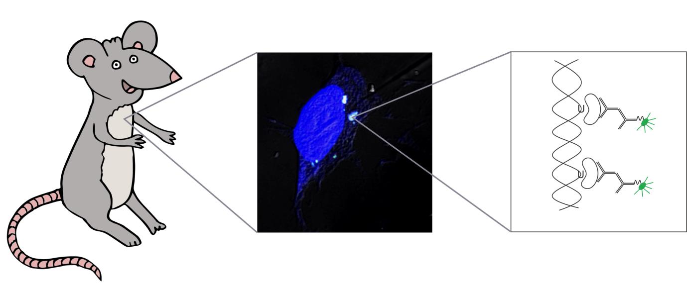 évfolyam Egy uracil szenzor in vitro és in vivo alkalmazási lehetőségei Témavezető: Dr. Vértessy G.