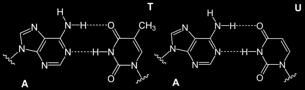 3.5 Uracil megjelenése a DNS-ben replikáció során Az uracil nem csupán a spontán dezamináció következtében jelenhet meg a genomban, hanem beépülhet timin helyett a DNS-polimerázok által.