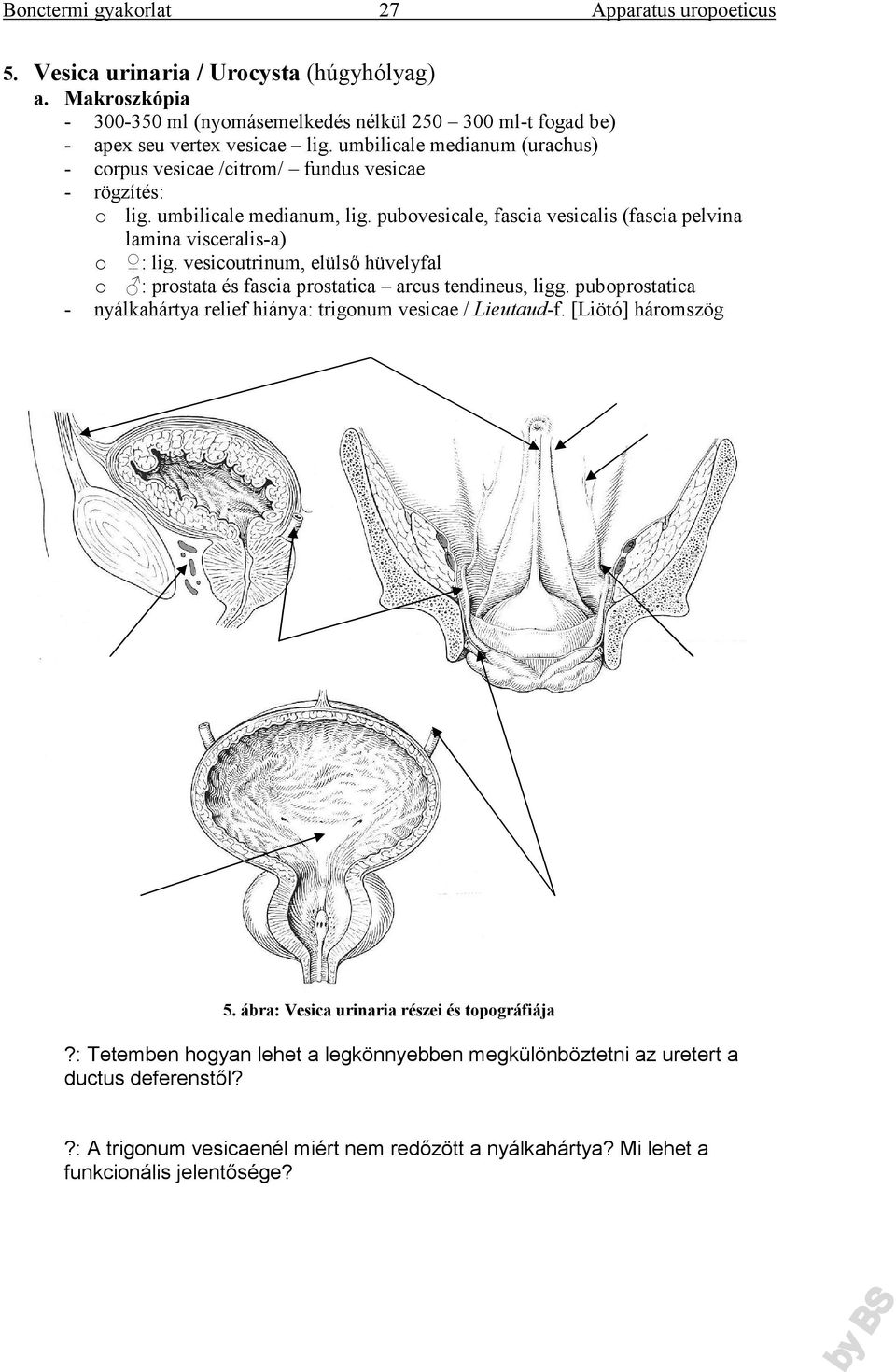 pubovesicale, fascia vesicalis (fascia pelvina lamina visceralis-a) o : lig. vesicoutrinum, elülső hüvelyfal o : prostata és fascia prostatica arcus tendineus, ligg.