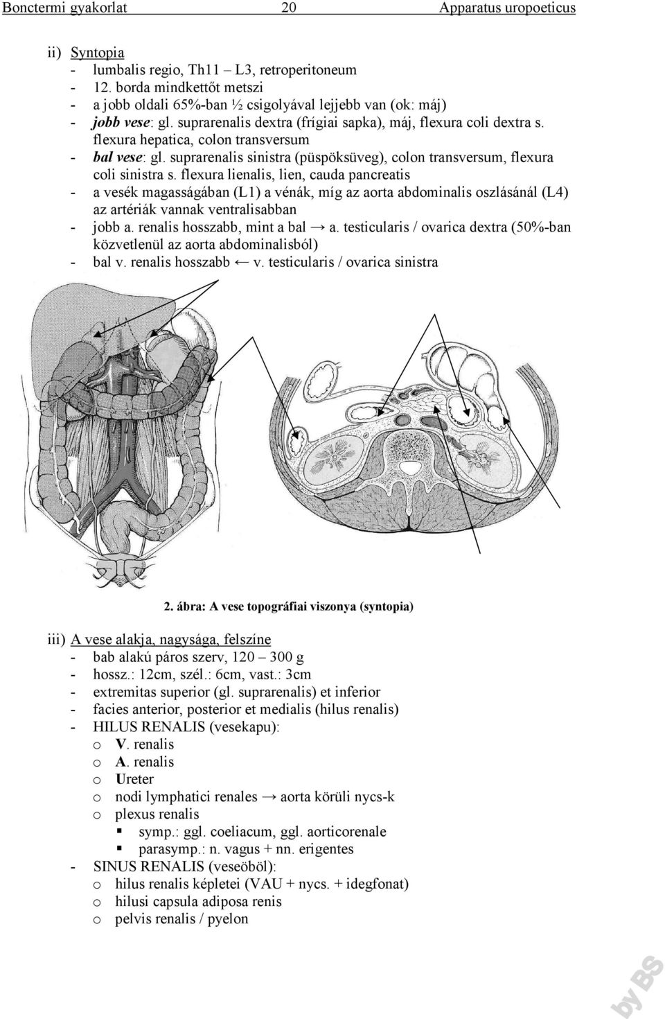 flexura lienalis, lien, cauda pancreatis - a vesék magasságában (L1) a vénák, míg az aorta abdominalis oszlásánál (L4) az artériák vannak ventralisabban - jobb a. renalis hosszabb, mint a bal a.