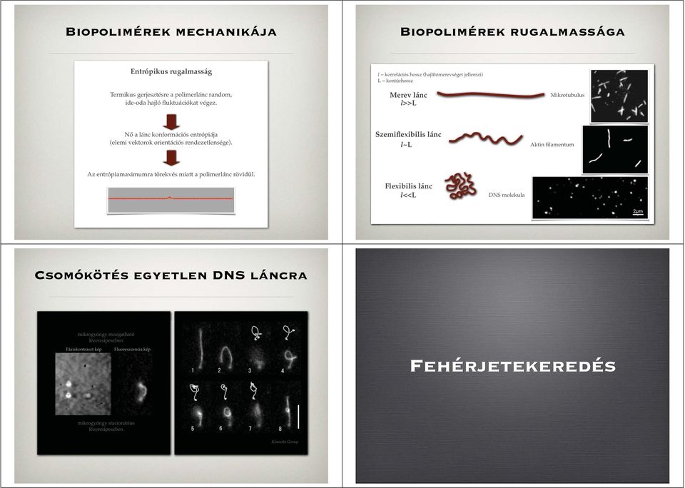 Merev lánc l>>l Mikrotubulus Nő a lánc konformációs entrópiája (elemi vektorok orientációs rendezetlensége).