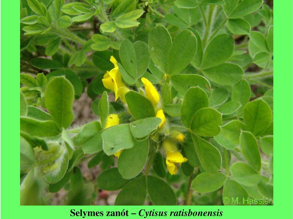 Cytisus