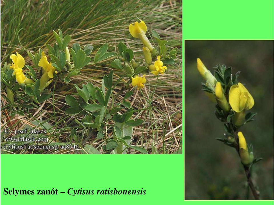 Cytisus