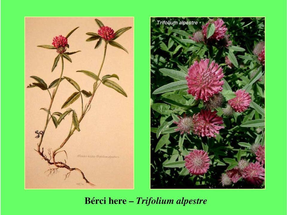 Trifolium