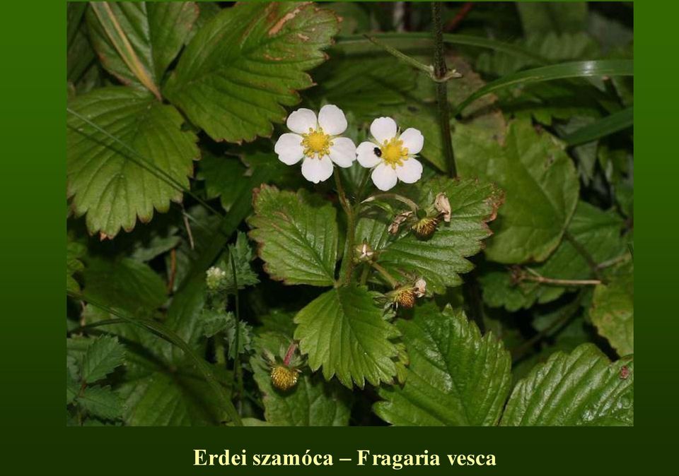 Fragaria