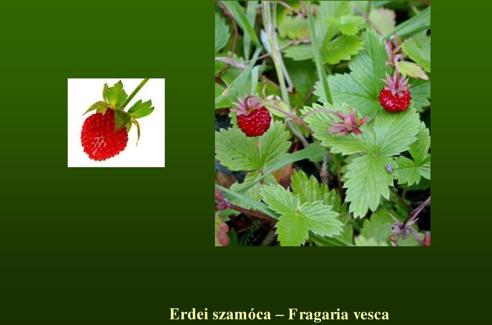 Fragaria