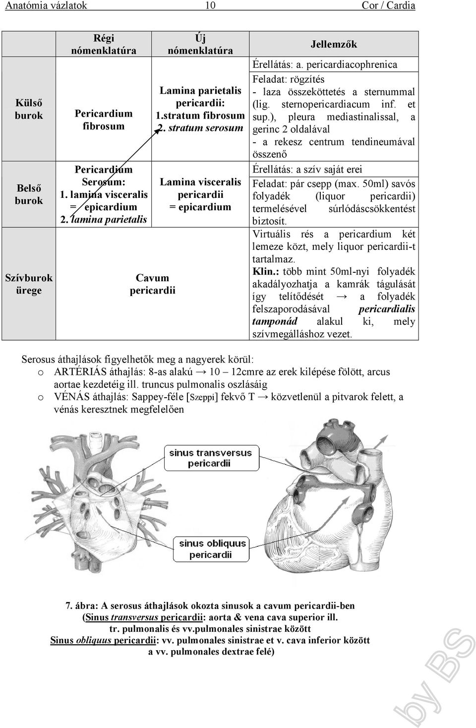 pericardiacophrenica Feladat: rögzítés - laza összeköttetés a sternummal (lig. sternopericardiacum inf. et sup.